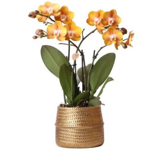 Mooie Vlinderorchidee Las Vegas, , Kleur Geel met Oranje, + Gouden Groove Sierpot,  Ø12cm, 35cm hoog
