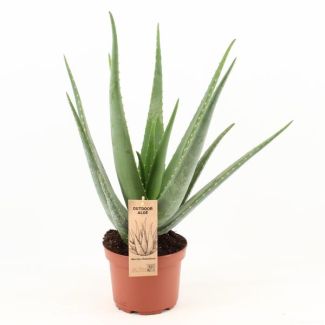 Aloe Vera,  Ø19cm - 70, Groene Plant,  Medicinale eigenschappen