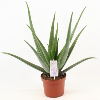 Aloe Vera,  Ø19cm - ↕70cm, Groene Plant,  Medicinale eigenschappen