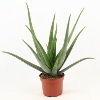 Aloe Vera,  Ø19cm - ↕70cm, Groene Plant,  Medicinale eigenschappen