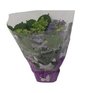 Hortensia, Kleur Blauw, Tuinplant, Hydrangea Blauw - Ø14cm - ↕35cm