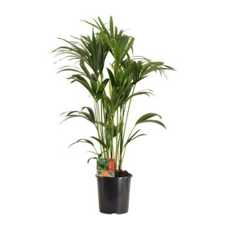 Howea Forsteriana 120 cm – Ø 24 cm – Duurzame Kamerplant voor Beginners