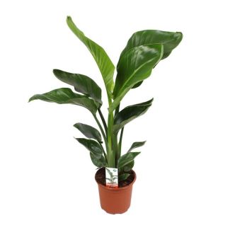 Witte Paradijsvogelplant, Tropische Groene Plant, Strelitzia Nicolai,  Ø17cm - ↕70cm