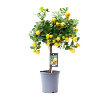 Citroenplant op stam Citrus Calamondin - Ø15cm - ↕45cm