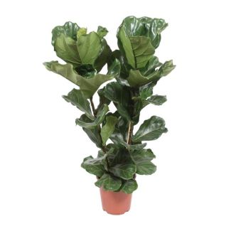 Vioolbladplant,Tropische Kamerplant, Ficus Lyrata  Ø27- 100cm Hoog