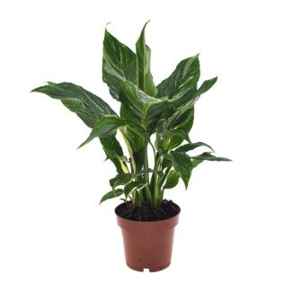 De Lepelplant of De VredesLelie, Bekend om zijn Witte Bloemen,SpathiphyllumTorelli - Ø12cm - ↕40cm