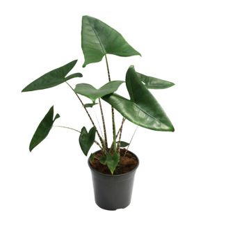 Zebra-Plant, Tropische en Exotische uitstraling, Alocasia Zebrina - Ø21cm - ↕80cm Hoog