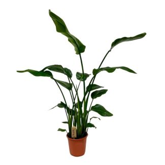 Witte Paradijsvogelplant, Tropische Groene Plant, Strelitzia Nicolai,  Ø21cm - ↕120cm