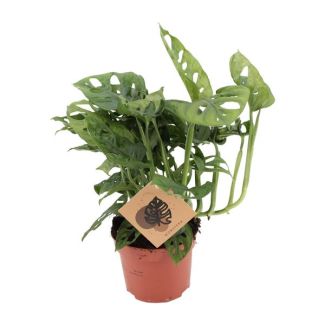 3x Gatenplant, Groene Kamerplant, Tropisch,  Monstera Deliciosa - Ø12cm - ↕30cm