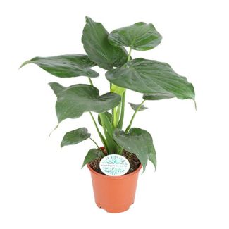 Buddha's Hand, Olifantenoor, Exotische Groene Plant, Alocasia Cucullata - Ø21cm - ↕80cm
