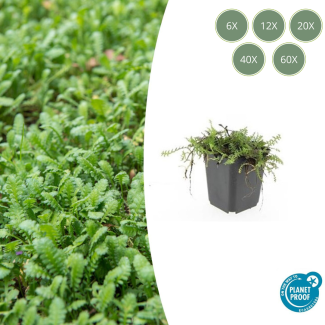 6 - 60 stuks Koperknoopje  of Leptinella squalida - Groenblijvende en laagblijvende tuinplanten