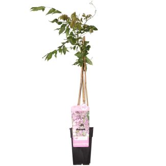 Roze Regen | 1 of 2 stuks