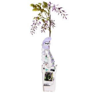 Wisteria sinensis Caroline in pot Ø15 – bloeiende paarse regen klimplant