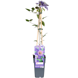 Dubbelbloemige Blauwe Clematis | 1, 3, 4 stuks 