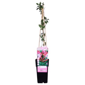 Voor close-up van de hele plant in pot | introgreen