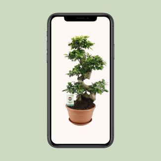 Ficus Ginseng ca. 70cm - Vijg voor thuis of op kantoor Ø27cm