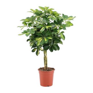 Dwerg=Parapluplant, Groene Plant, Schefflera Arboricola Gold Capella - Ø19cm - ↕75cm hoog