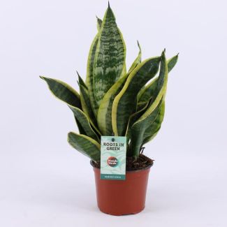 Vrouwentong, Donker Blad met Streep, Sansevieria Futura Superba - Ø12cm - ↕35cm