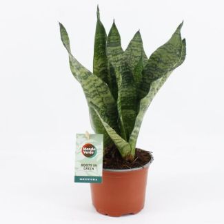 Vrouwentong, Donkergroen Blad met horizontale strepen, Sansevieria Black Coral - Ø12cm - ↕35cm