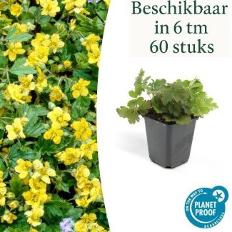 6-60 st. GoudAardbei, Waldsteinia Ternata, Stralende Goudgele Bloemen,  Groenblijvende Bodembedekker, - ↕10-25cm - Ø9cm