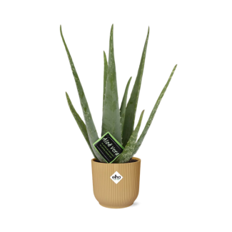 Aloe Vera,  in Elho Vebes Fold Ø14cm Kleur Geel, ↕40cm, Groene Plant,  Medicinale eigenschappen