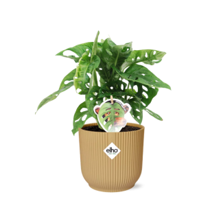 Gatenplant in Elho Vibes Fold Kleur Geel, Groene Kamerplant, Tropisch,  Monstera Deliciosa - Ø14cm - ↕30cm