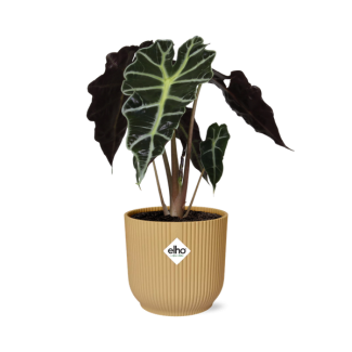 Olifantenoor in Pot ELHO Vibes Fold Kleur Geel, Groene Plant, Tropisch, Karakteristiek blad, Alocasia Polly - Ø14cm - ↕40cm