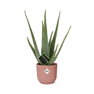 Aloe Vera, in Elho Vibes Fold Ø12cm Kleur Roze, ↕40cm, Groene Plant,  Medicinale eigenschappen Ø14cm - ↕12cm, Groene Plant,  Medicinale eigenschappen