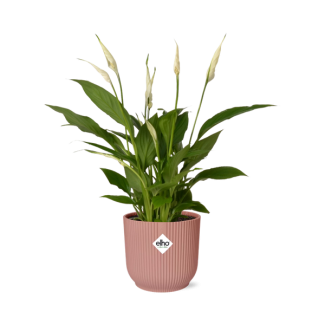 De Lepelplant of De VredesLelie, Bekend om zijn Witte Bloemen,SpathiphyllumTorelli - Ø17cm - ↕65cm in een Roze  ELHO Vibes Fold