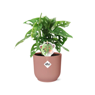 Gatenplant in Elho Bibes Fold Kleur Roze Groene Kamerplant, Tropisch,  Monstera Deliciosa - Ø14cm - ↕60cm