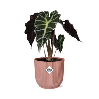 Olifantenoor in ELHO Vibes Fold Kleur Roze, Groene Plant, Tropisch, Karakteristiek blad, Alocasia Polly - Ø14cm - ↕40cm
