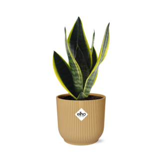 Schoonmoeders Tand, Vrouwentong, De Sansevieria Futura Superbra, in Elho Bibes Fold kleur Geel,Tropisch, Ø14cm - ↕40cm