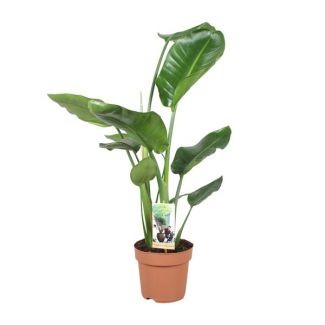 Witte Paradijsvogelplant, Tropische Groene Plant, Strelitzia Nicolai,  Ø17cm - ↕60cm