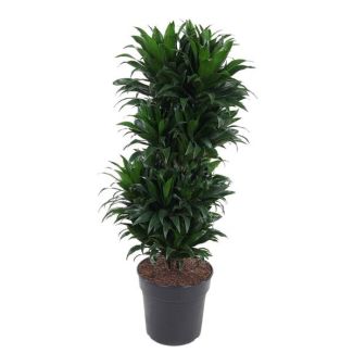 Bossige Groei Dracaena Compacta Vertakt ↕100cm - Ø27cm - Compacte Kamerplant