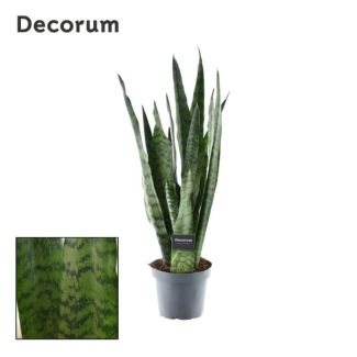 Ceylon Vrouwentong, De Slangenplant, Zwaardachtig Donkergroen Blad met zilverachtige Vlekken/Strepen, Sansevieria Zeylanica  Ø14cm - ↕55cm