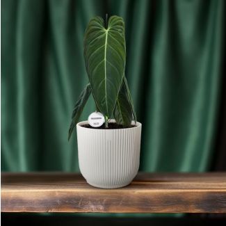 Philodendron Melanochrysum – Tropische Klimplant – Ideale Woonkamerplant – 75cm