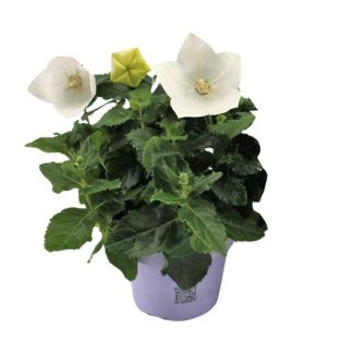 4 stuks Ballonplant, Kleur Wit, Platycodon White - Ø12cm - ↕22cm, Chinese Klokjesbloem
