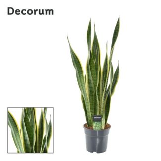 Vrouwentong,  Goudrandplant, Zwaardvormig Donkergroen Blad met Gele Rand, Sansevieria Laurentii - Ø17cm - ↕70cm