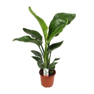 Witte Paradijsvogelplant, Tropische Groene Plant, Strelitzia Nicolai,  Ø17m - 70cm