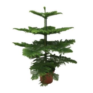 Unieke plant Kamerden Donkergroen - 100 cm opvallende Araucaria binnen, Ø21cm