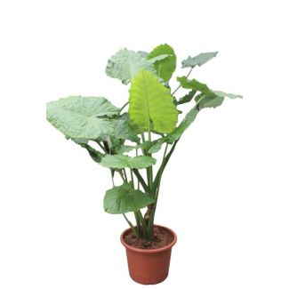 Olifantenoor, Tropische Groene Plant, Indrukwekkende Bladeren, Alocasia Macrorrhiza - 200 cm - ø45