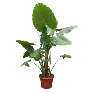 Olifantenoor, Tropische Groene Plant, Indrukwekkende Bladeren, Alocasia Macrorrhiza - 250 cm - ø60