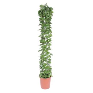 Arabische klimop op gaasrek, lichtgroene langwerpige kamerplant (Cissus),160 cm hoog, ø27