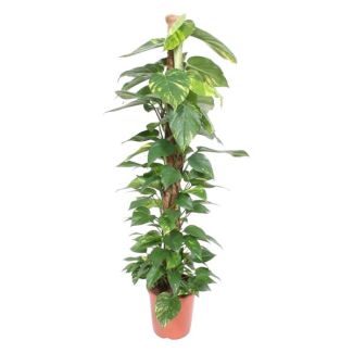 Groene klimplant voor binnen Devil's Ivy (Epipremnum Aureum mosstok), 1.5 meter hoog, ø27