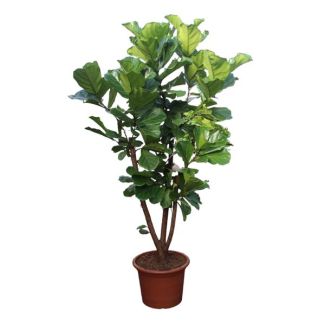 Vioolbladplant, Tropische Kamerplant, Ficus Lyrata Vertakt Ø50- 240cm Hoog