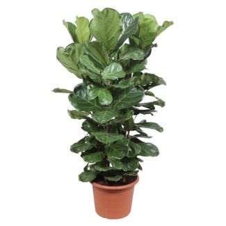 Ficus Vioolbladplant struik variant met vioolvormige bladeren, Ficus Lyrata struik XL ø45cm- 180 cm Hoog