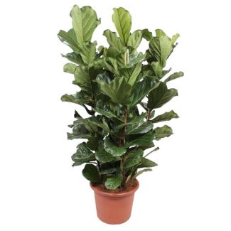 Luchtzuiverende Plant (Ficus Lyrata struik XL), 2 meter hoog, ø50