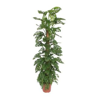 Gatenplant - Apenblad - Monstera Monkey Leaf 180 cm op mosstok - ø27