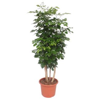 Radermachera Hainensis - China Doll plant - Groenblijvende boom binnen - 190 cm hoog