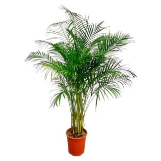 Dypsis Lutescens (Areca Palm) - 170 cm Grote Kamerplant - Goudpalm met Potmaat ø24 - Luchtzuiverende Binnenplant